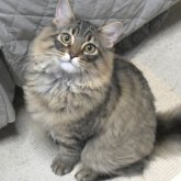 ノルウェージャンフォレストキャット