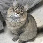 ノルウェージャンフォレストキャット