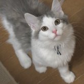 ノルウェージャンフォレストキャット