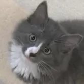 ノルウェージャンフォレストキャット