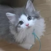 ノルウェージャンフォレストキャット