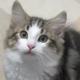 ノルウェージャンフォレストキャット