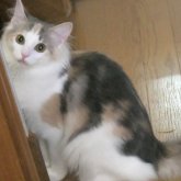 ノルウェージャンフォレストキャット