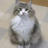 ノルウェージャンフォレストキャット