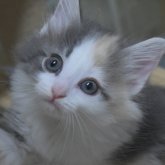 ノルウェージャンフォレストキャット