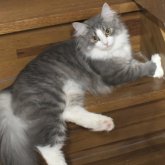 ノルウェージャンフォレストキャット