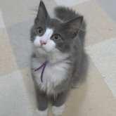 ノルウェージャンフォレストキャット