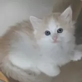 ノルウェージャンフォレストキャット