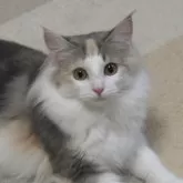 ノルウェージャンフォレストキャット