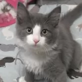 ノルウェージャンフォレストキャット