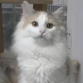 ノルウェージャンフォレストキャット【茨城県・女の子・2025年4月9日・シルバーパッチドマッカレルタビ-&ホワイト】の写真1「大胆不敵な女の子♪お散歩可能な子猫です！！」