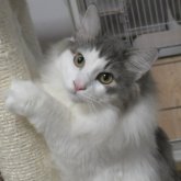 ノルウェージャンフォレストキャット