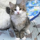 ノルウェージャンフォレストキャット