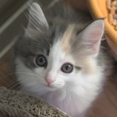 ノルウェージャンフォレストキャット