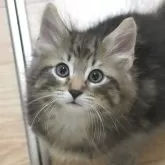 ノルウェージャンフォレストキャット