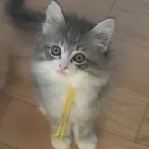 ノルウェージャンフォレストキャット