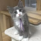 ノルウェージャンフォレストキャット