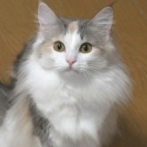 ノルウェージャンフォレストキャット