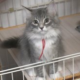 ノルウェージャンフォレストキャット