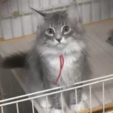 ノルウェージャンフォレストキャット