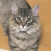 ノルウェージャンフォレストキャット