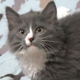 ノルウェージャンフォレストキャット