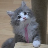 ノルウェージャンフォレストキャット