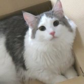ノルウェージャンフォレストキャット