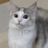 ノルウェージャンフォレストキャット