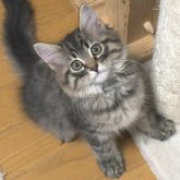 ノルウェージャンフォレストキャット
