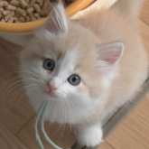 ノルウェージャンフォレストキャット