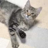 ノルウェージャンフォレストキャット