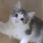 ノルウェージャンフォレストキャット