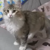 ノルウェージャンフォレストキャット