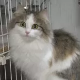 ノルウェージャンフォレストキャット