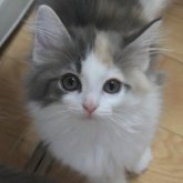 ノルウェージャンフォレストキャット