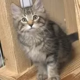 ノルウェージャンフォレストキャット