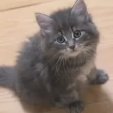 ノルウェージャンフォレストキャット