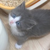 ノルウェージャンフォレストキャット