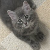 ノルウェージャンフォレストキャット