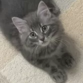 ノルウェージャンフォレストキャット