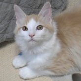 ノルウェージャンフォレストキャット