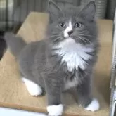 ノルウェージャンフォレストキャット