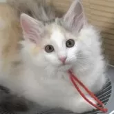 ノルウェージャンフォレストキャット