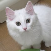 ノルウェージャンフォレストキャット