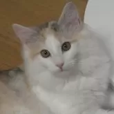 ノルウェージャンフォレストキャット