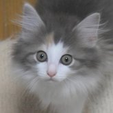 ノルウェージャンフォレストキャット