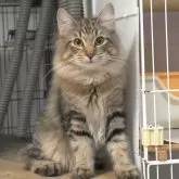ノルウェージャンフォレストキャット