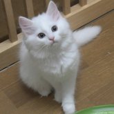 ノルウェージャンフォレストキャット