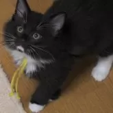 ノルウェージャンフォレストキャット